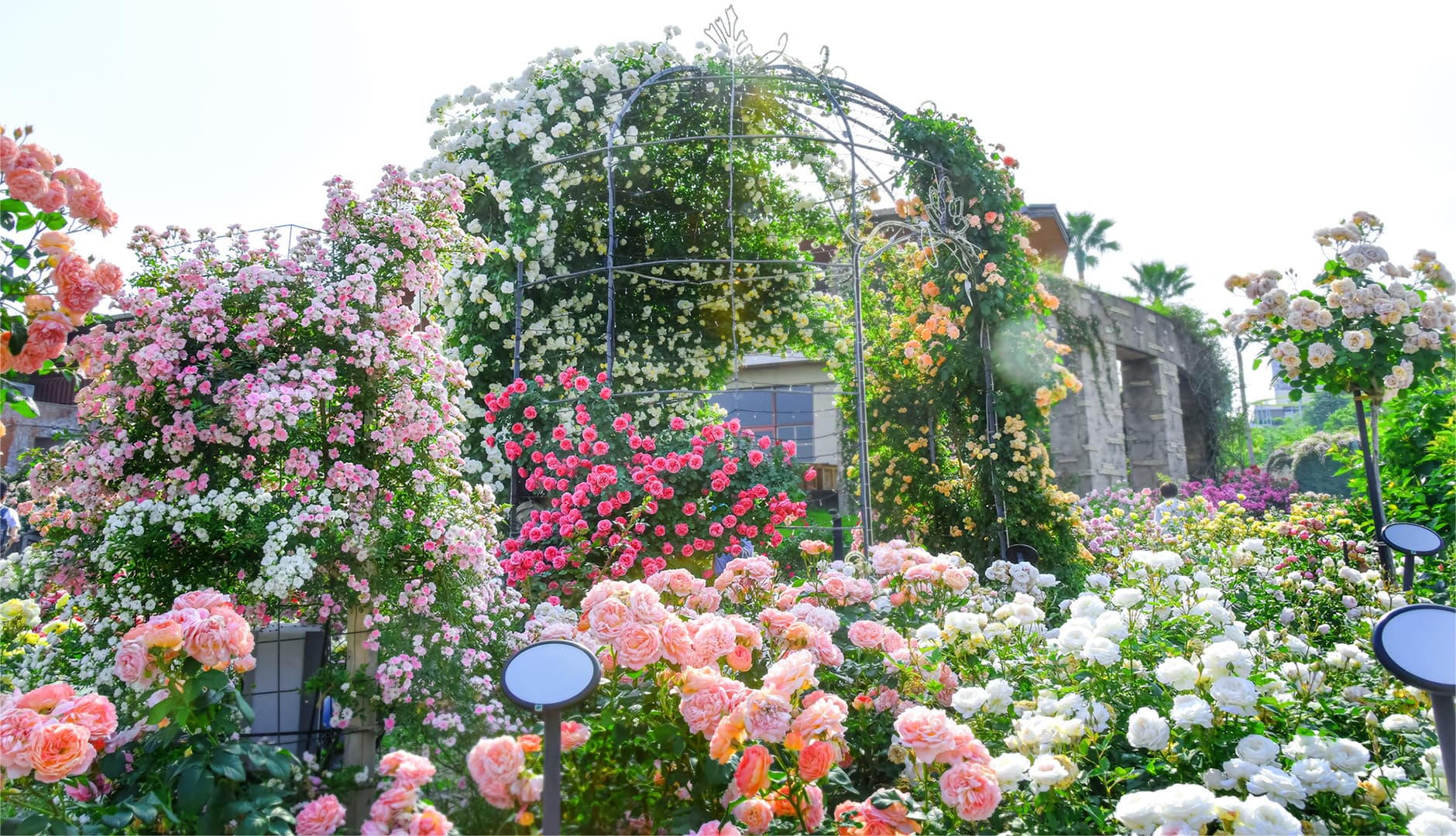 今年70周年となる歴史あるバラ園 ローズガーデン | ひらかたパーク